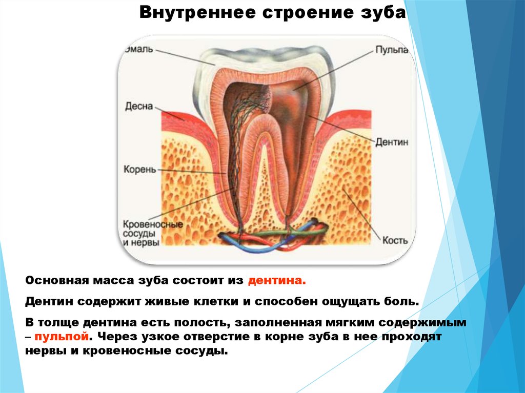 Схема десен. Строение зуба человека нервные окончания. Строение зуба внутри. Строение зуба изнутри. Строение зуба полость зуба.