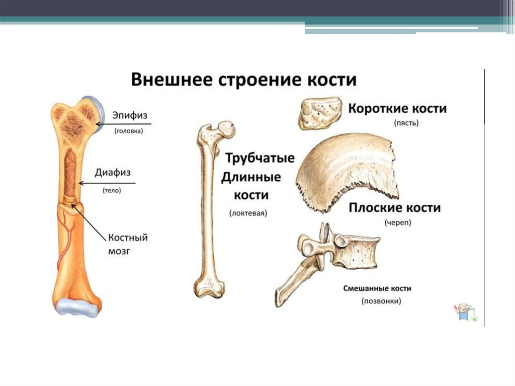 Назовите элементы строения кости обозначенные на рисунке цифрами 1 и 2 укажите особенности их