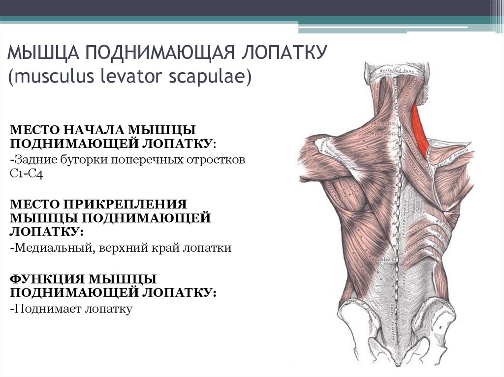 Мышца опускающая. Мышца поднимающая лопатку начало и прикрепление. Мышца поднимающая лопатку функции. Мышцы лопатки спереди. Мышца, поднимающая лопатку (musculus levator scapulae).