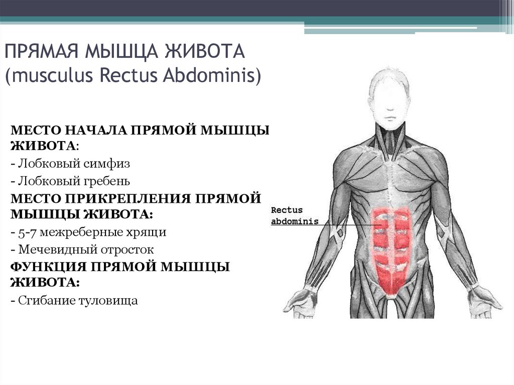 Функция каждой мышцы. Прямая мышца живота выполняет следующие функции. Поперечная мышца живота вид сбоку. Функции прямой мышцы живота анатомия. Мышцы живота анатомия вид сбоку.
