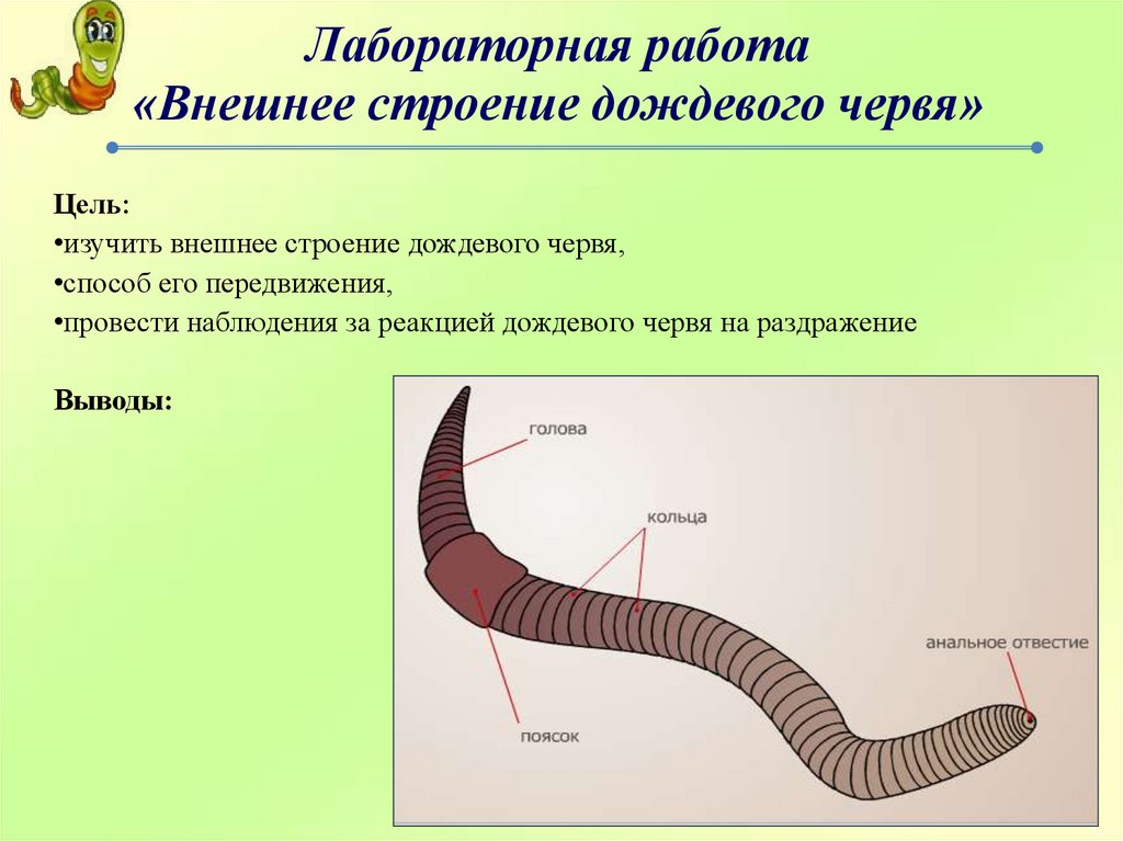 Какая форма червя. Лабораторная 7 класс биология внешнее строение дождевого червя. Лабораторная кольчатые черви биология 7 класс. Строение дождевого червя 7 класс биология. Дождевые черви внешнее строение.