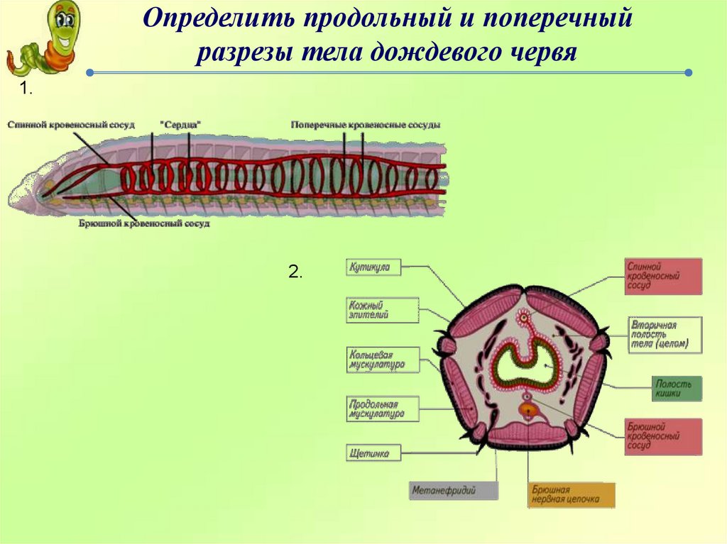 Продольный и поперечный рисунок. Схема поперечного среза дождевого червя. Поперечный срез малощетинкового червя. Схема поперечного разреза кольчатого червя. Поперечный разрез тела кольчатого червя.