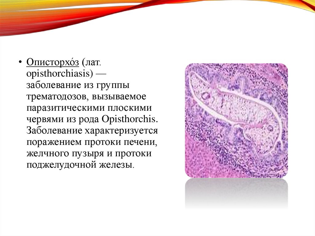 Основы хирургии паразитарных заболеваний презентация