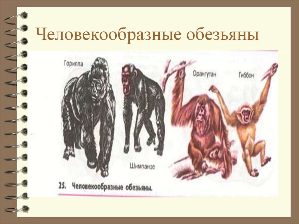 Таблица человек и человекообразные обезьяны