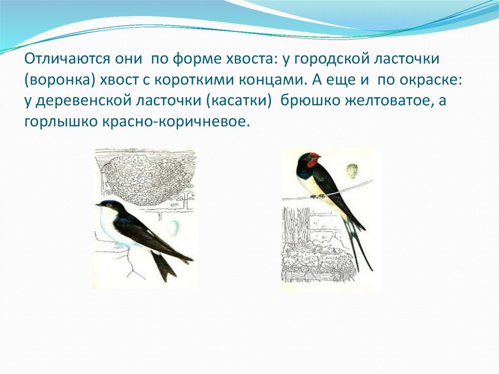 На серии изображений представлена городская ласточка какое общее свойство