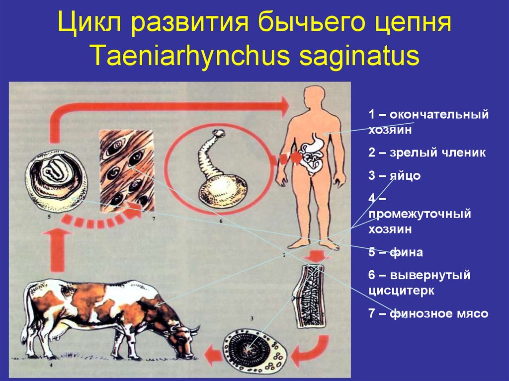 Человек для бычьего цепня хозяин. Свиной цепень жизненный цикл Taenia solium. Основной хозяин бычьего цепня. Цикл развития бычьего цепня.