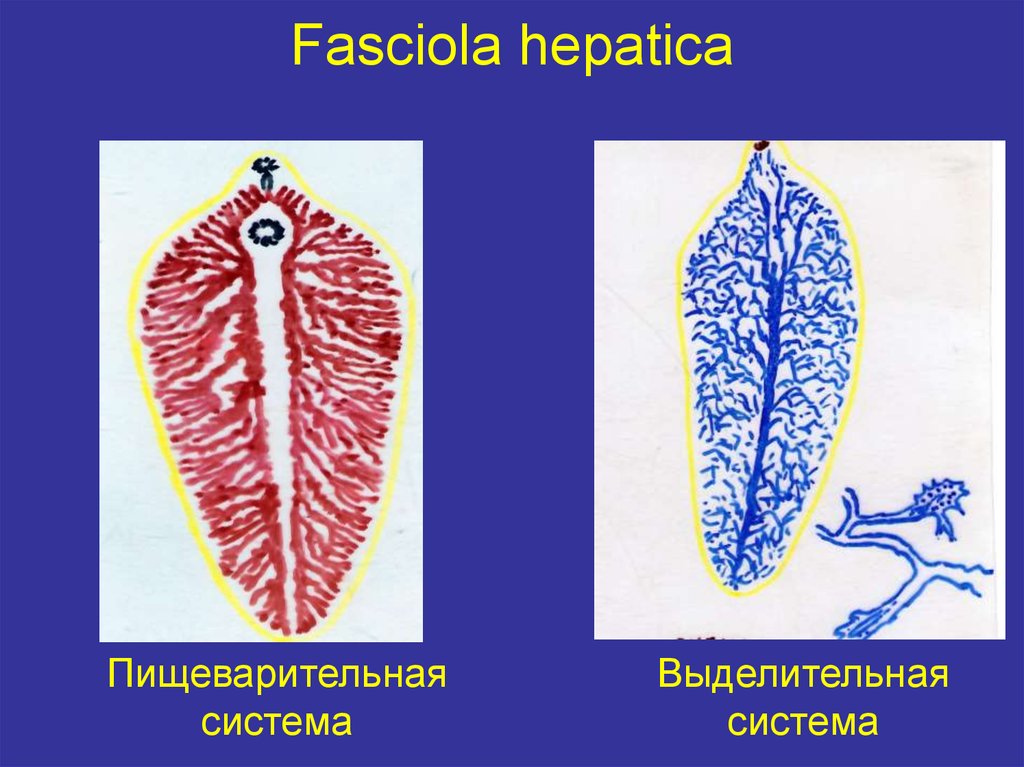 Печеночный сосальщик рисунок. Выделительная система Fasciola hepatica. Выделительная система печеночного сосальщика рисунок. Печеночный сосальщик выделитьльна ясистема. Выделительная система печеночной двуустки.