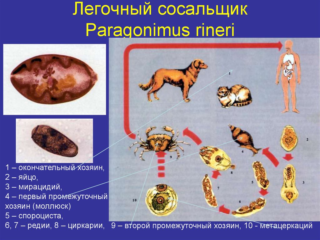 Жизненный цикл легочного сосальщика схема