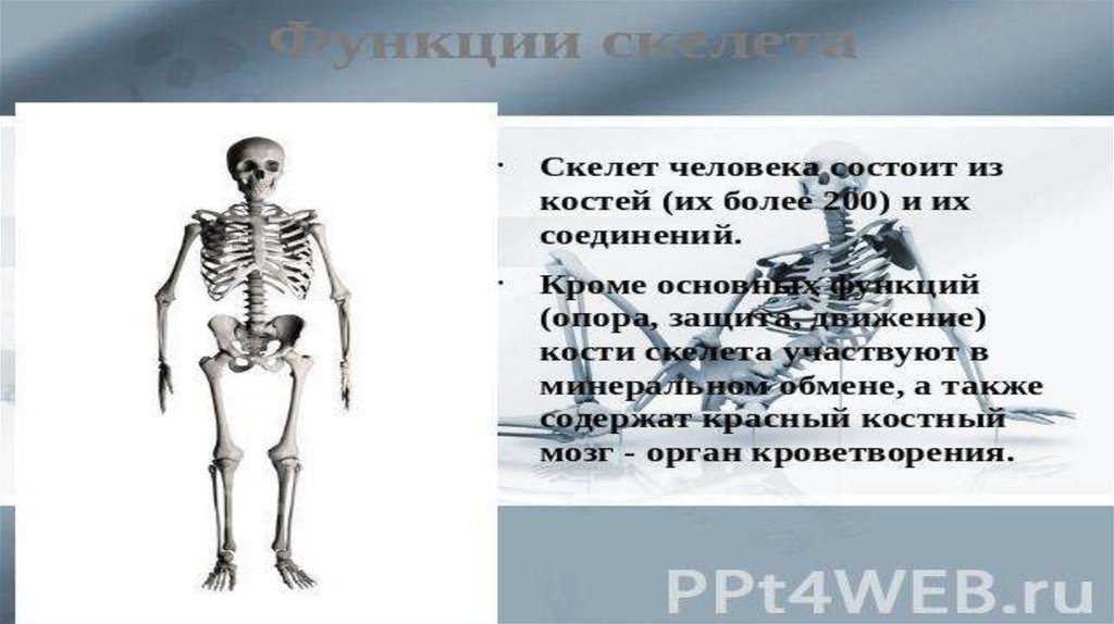 Основной скелет. Скелет участвует в минеральном обмене. Осевой отдел скелета. Опорно двигательная система кости скелета. Скелет образован.