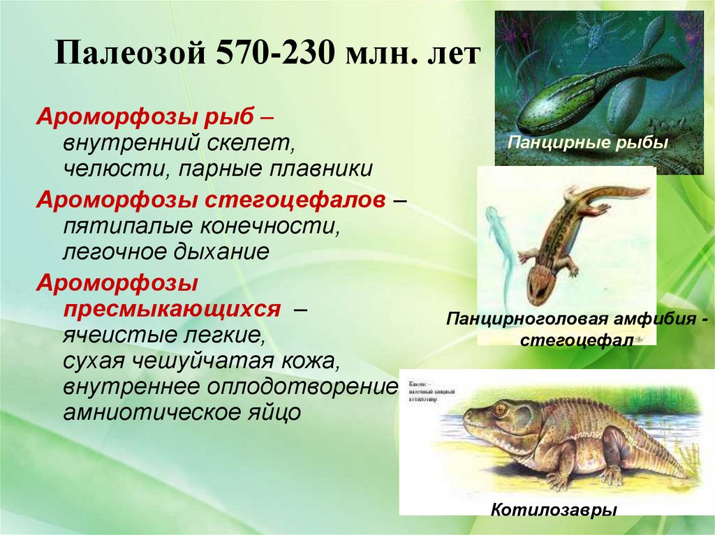 Палеозойская эра животные таблица. Палеозой. Ароморфозы рыб. Презентация на тему Палеозойская Эра. Ароморфозы палеозойской эры.