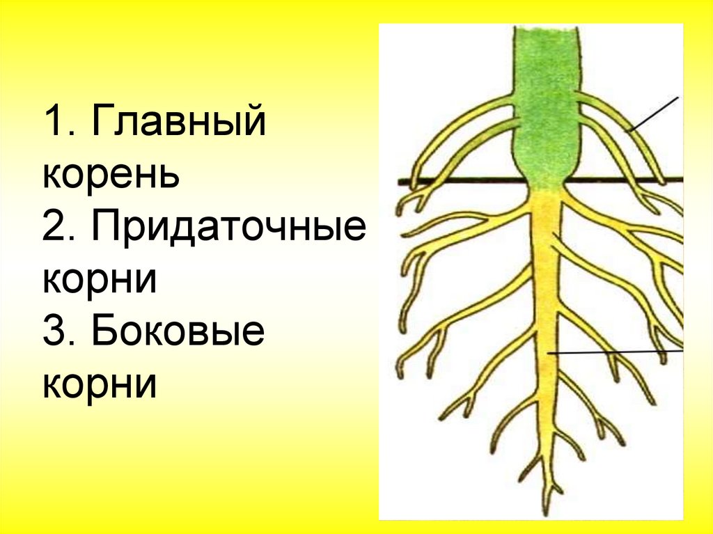 В корневой системе отсутствуют придаточные корни. Главный корень боковые и придаточные корни. Биология 6 класс боковые и придаточные корни. Главный корень боковой корень придаточный корень.