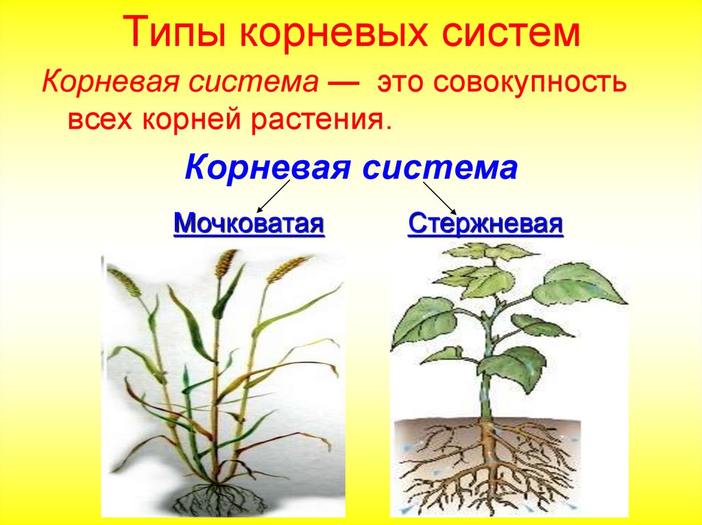 Неотложный корень. Типы корневых систем у растений.