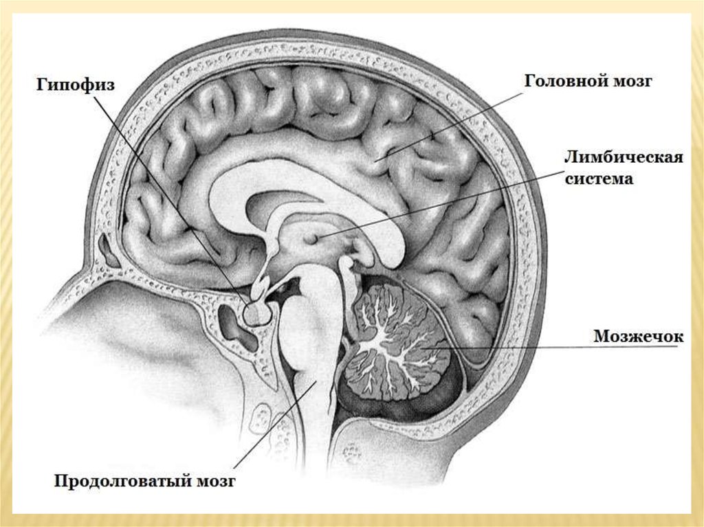 Средний мозг тесты. Сосочковые тела гипоталамуса. Презентация на тему средний мозг. Промежуточный мозг. Зрительный тракт средний мозг.