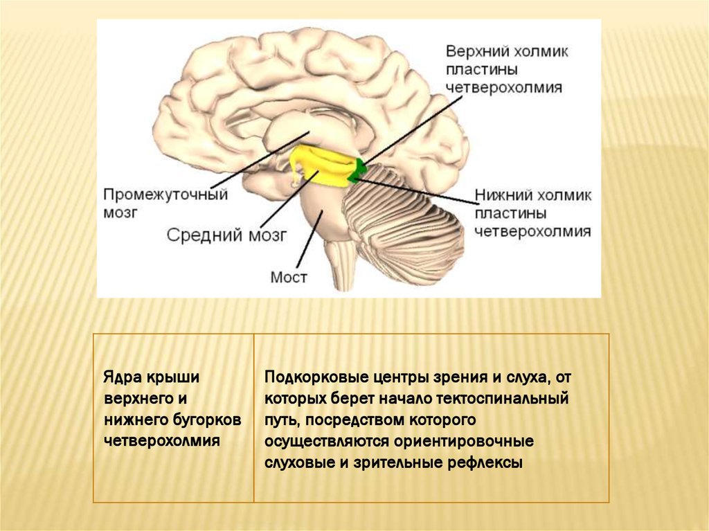 В каком отделе мозга находится центр слуха. Средний головной мозг Бугры четверохолмия. Передние Бугры четверохолмия среднего мозга. Подкорковые центры зрения и слуха. Подкорковые слуховые центры находятся.