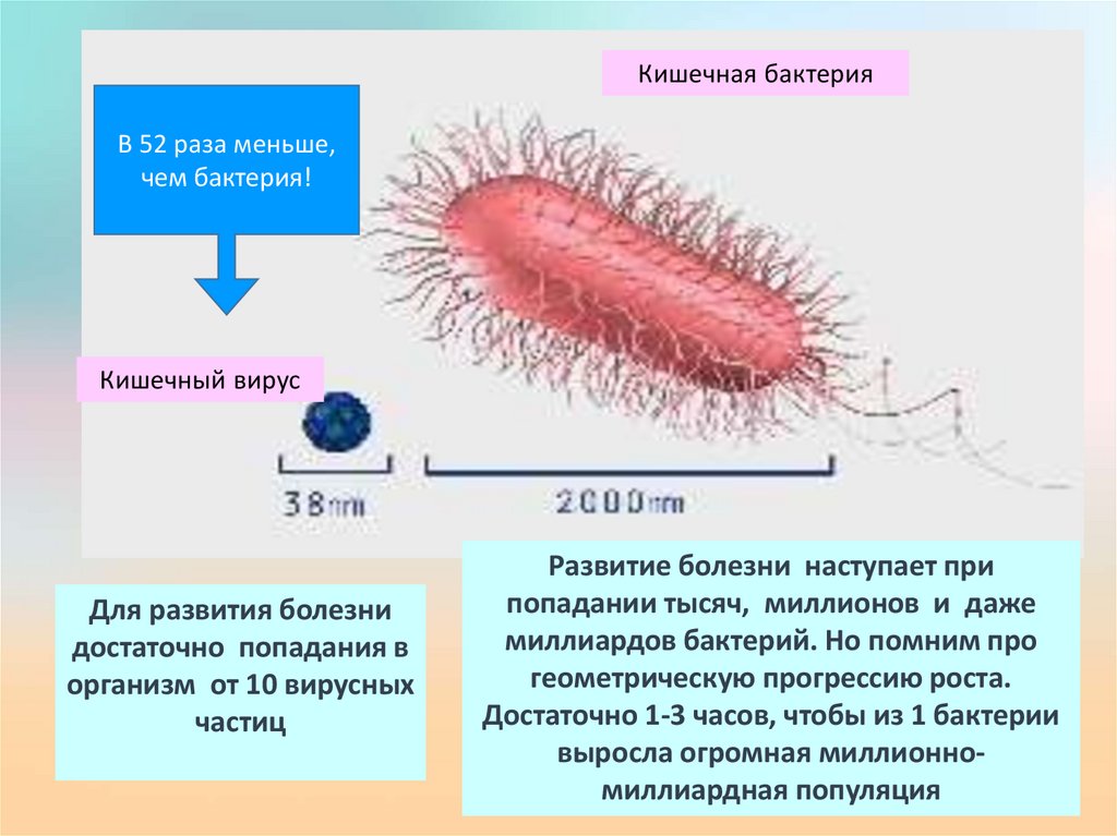 Симптомы кишечной палочки. Кишечные бактерии. Низшие бактерии. Бактерии термин.