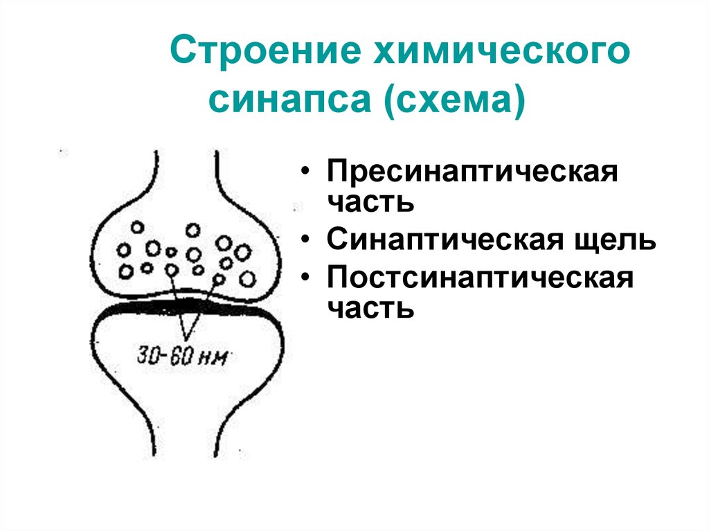 Схема строения химического синапса