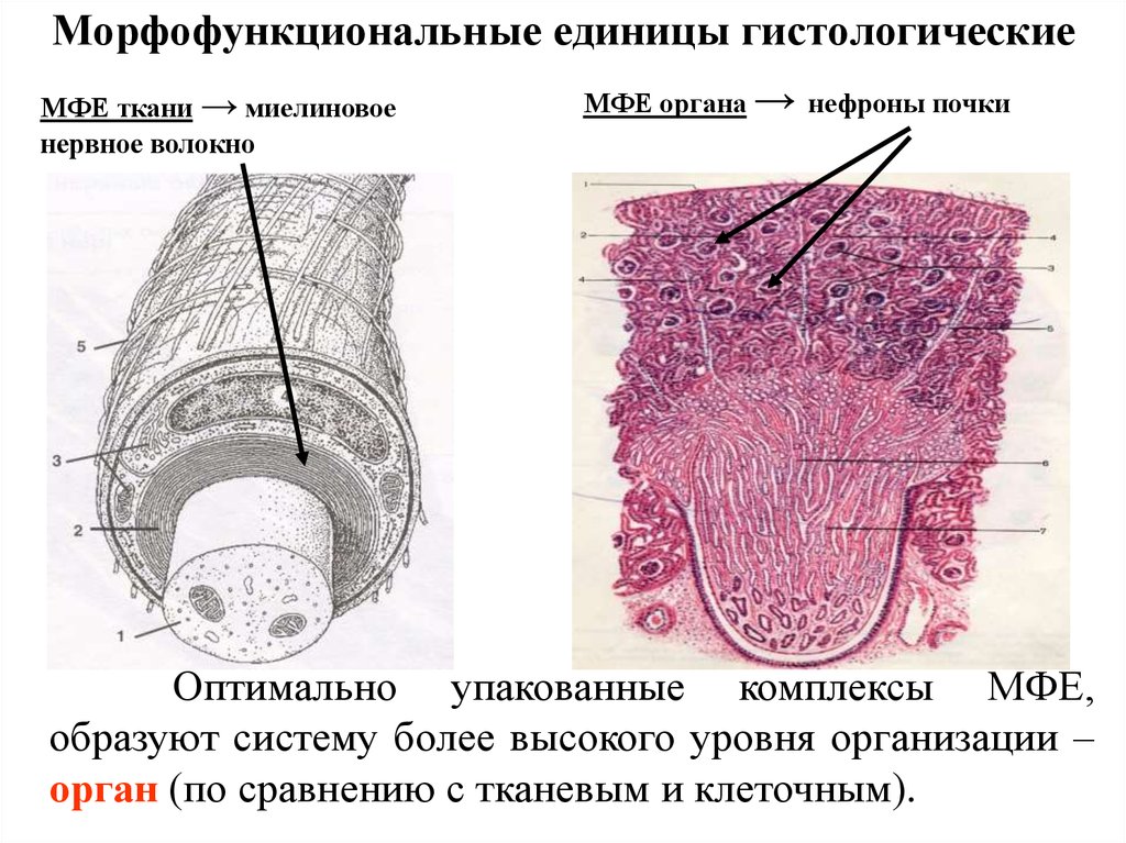 Нервная система гистология презентация