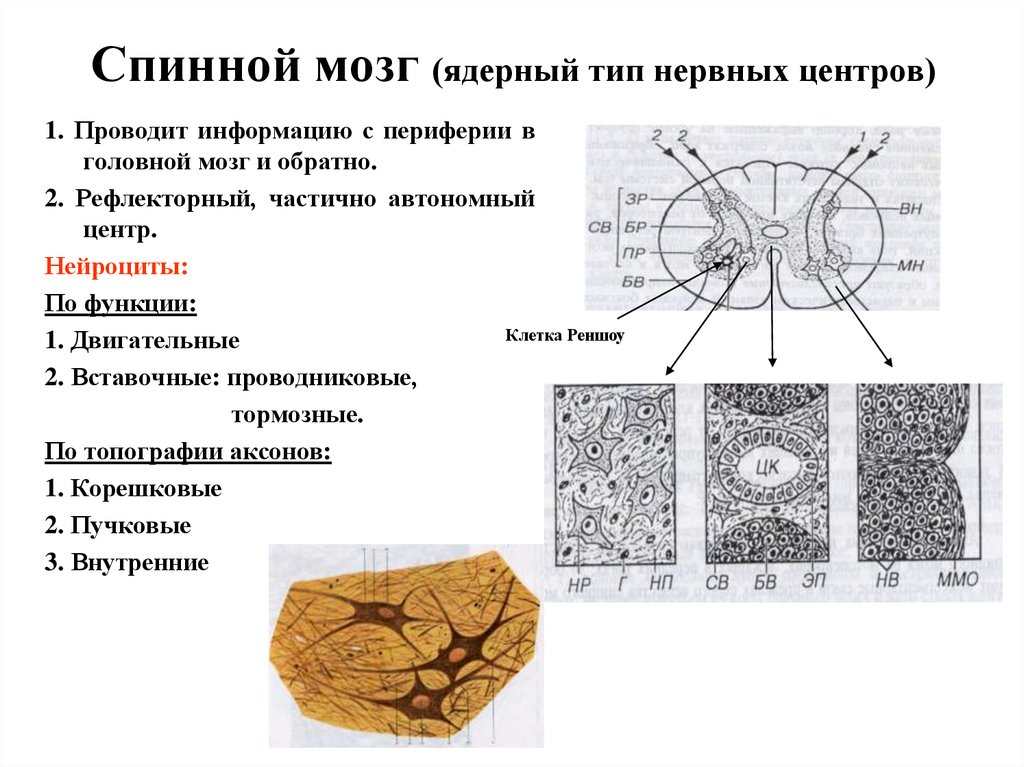 Нейроны спинного мозга характеристика. Нейроциты классификация гистология. Типы нейроцитов спинномозговых узлов. Строение спинномозгового ганглия мозга гистология. Морфологический Тип нейронов спинномозгового узла.