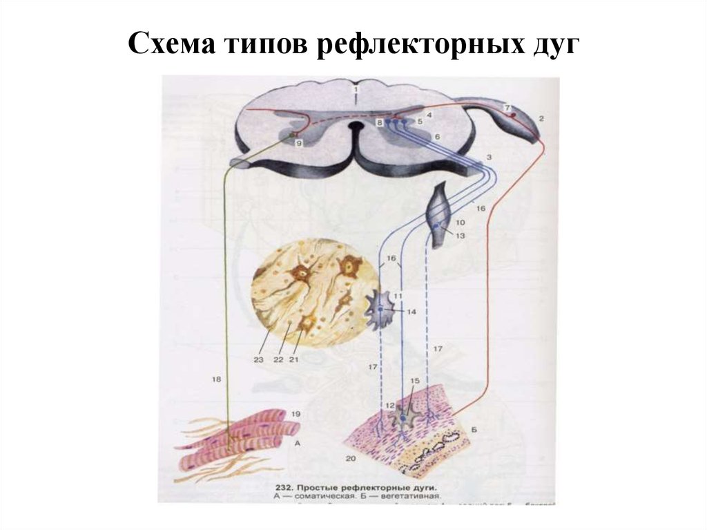 Рефлекторная дуга гистология рисунок - 95 фото