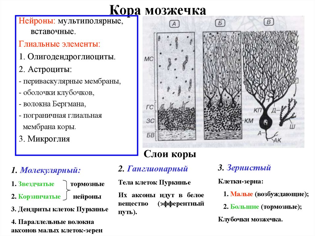 Схема коры мозжечка гистология