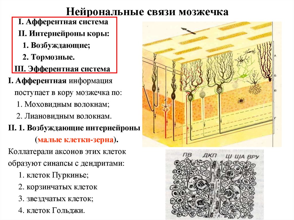 Мозжечок волокна. Схема межнейрональных связей в коре мозжечка. Схема строения мозжечка гистология. Клетки мозжечка гистология. Нейронный состав коры мозжечка.