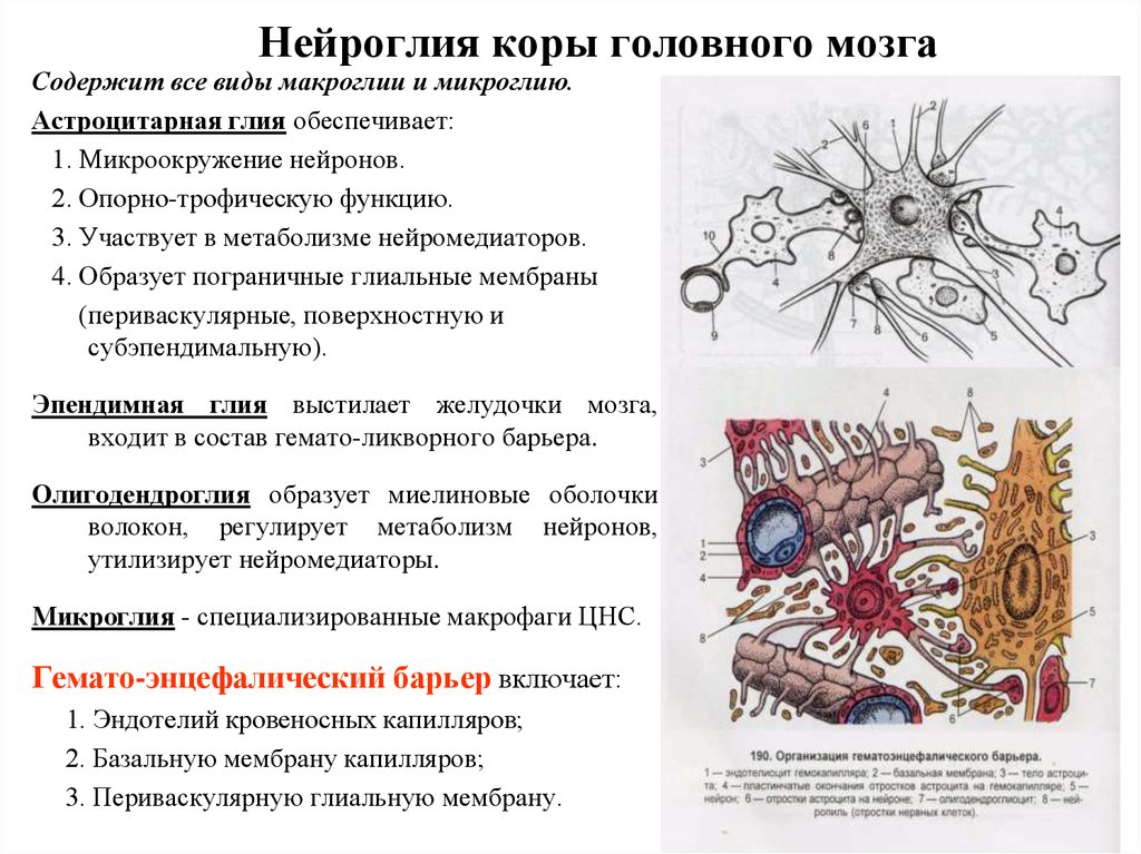Слои клеток головного мозга. Нейроглия спинного мозга гистология. Нейроглия в спинном мозге. Астроцитная глия головного мозга. Гистология нервной системы нейроглия.