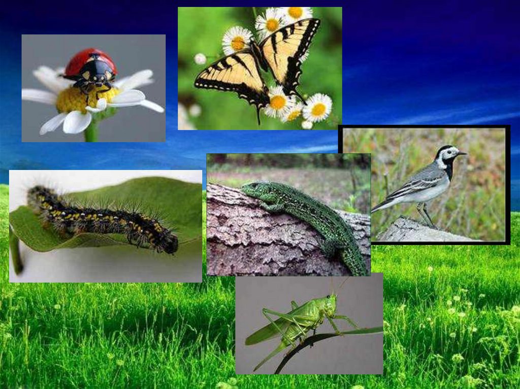 Тест луга 4 класс. Обитатели лугов. Животные и насекомые в лугах. Сообщество луг животные и растения.