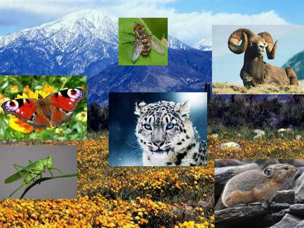 Природные сообщества видео 5 класс. Многообразие природы сообществ. Природное сообщество коллаж. Природное сообщество горы. Картины с изображением природных сообществ.