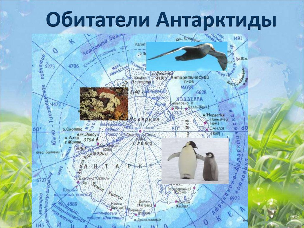 Жизнь организмов на разных материках 5 класс. Живые организмы разных материков. Карта животных Антарктиды. Животные разных континентов.