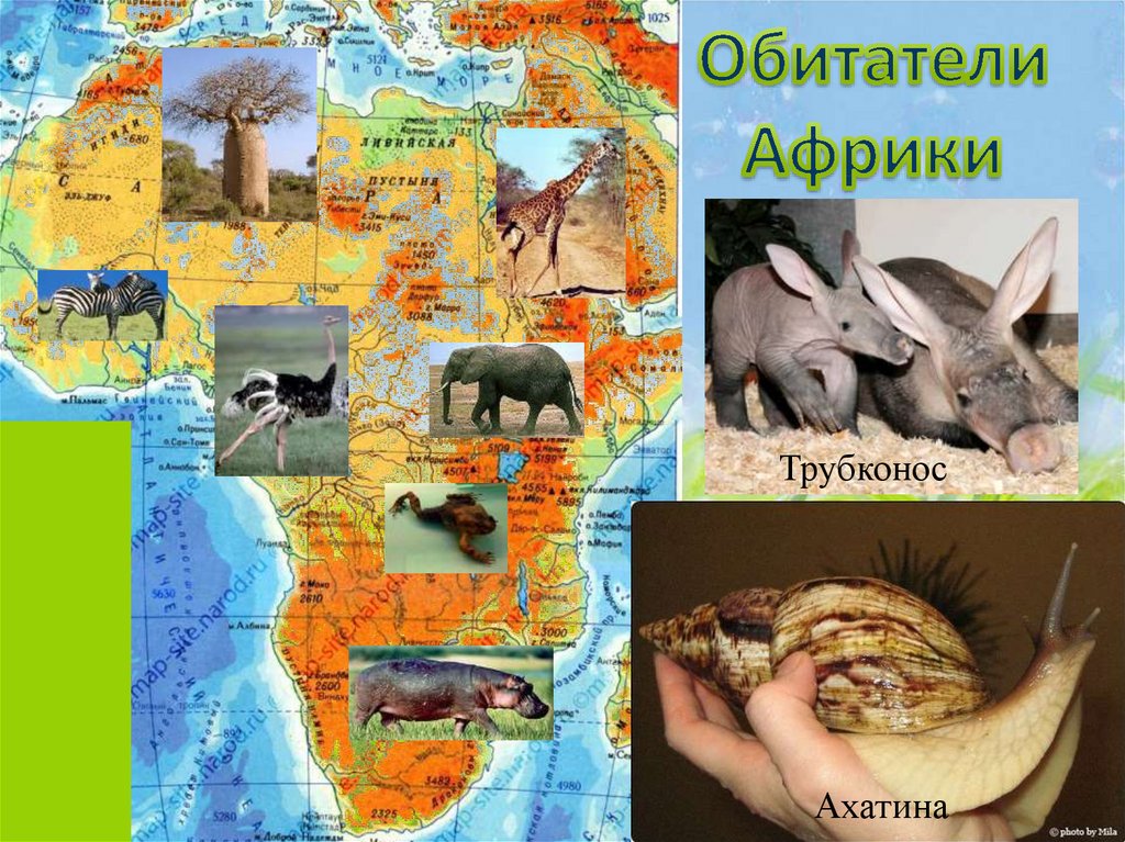 Жизнь организмов на разных материках 5 класс. Животные по материкам. Животные разных континентов. Растения и животные разных материков. Живые организмы обитающие в Африке.
