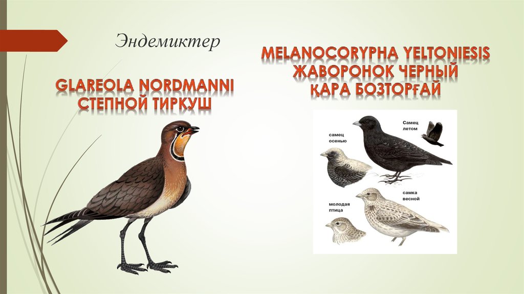 Эндемиктер