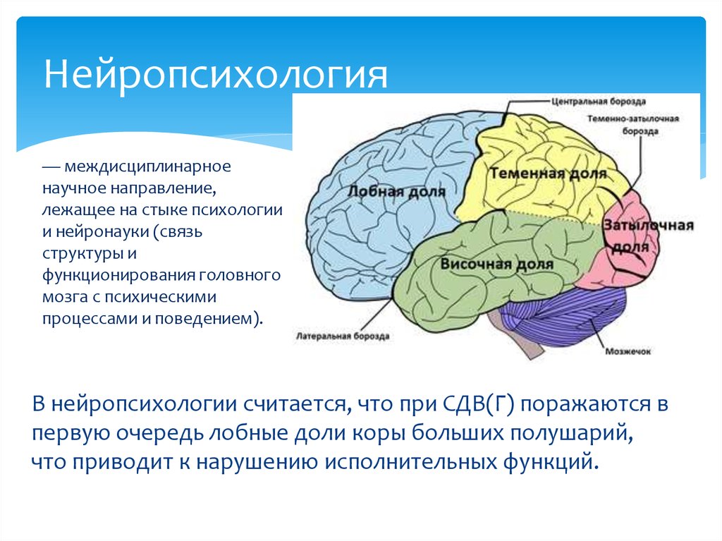 Функции лобной доли головного. Нейропсихология. Нейропсихология мозг. Лобные доли нейропсихология. Нарушения мышления нейропсихология.