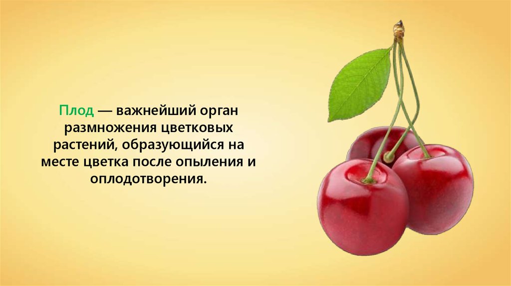 Что образуется на месте цветка после опыления. Плод это важнейший орган размножения. Плод это - важнейший орган. Плоды в литературе. Что образуется на месте цветков после опыления.