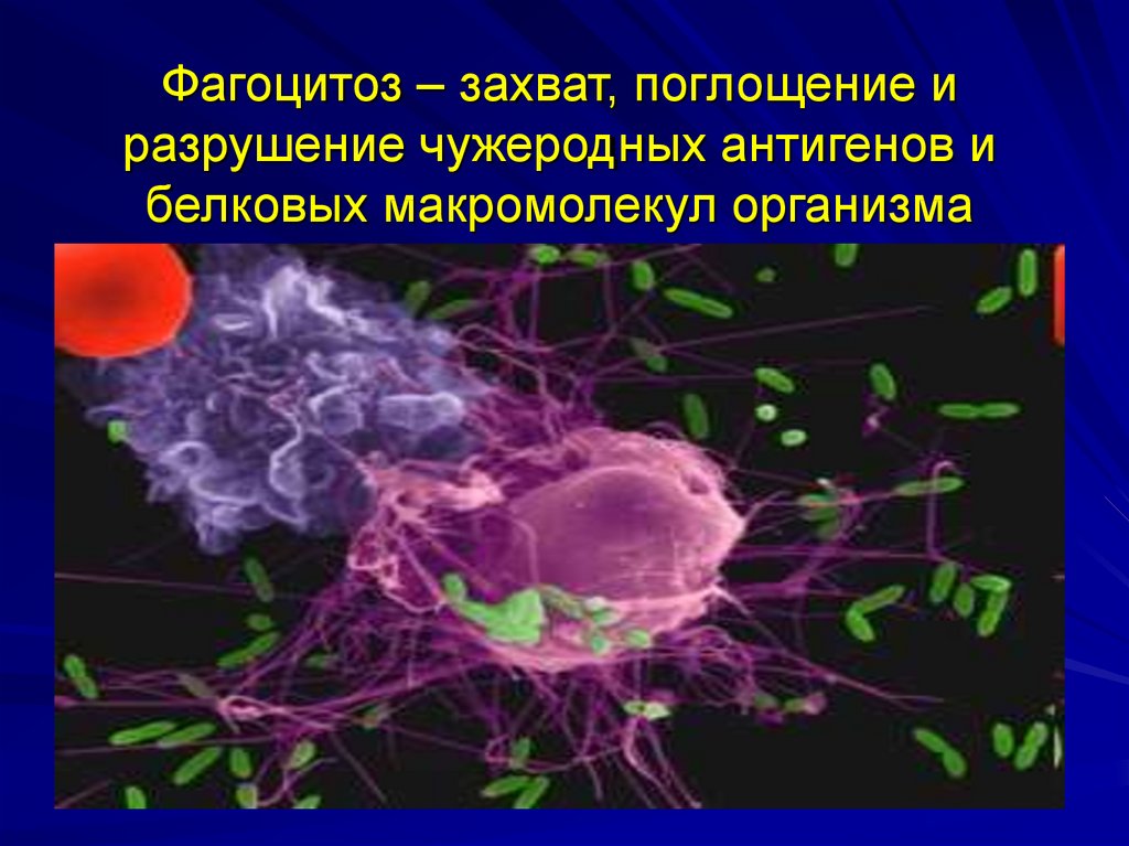 Явление фагоцитоза открыл русский ученый. Фагоциты нервной ткани. Фагоцитоз чужеродных белков. Иммунные клетки не способные к фагоцитозу. Фагоцитоз клетки.