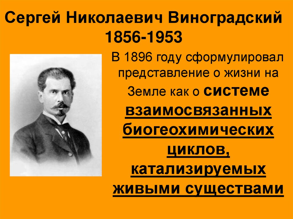 Виноградский. Сергей Николаевич Виноградский (1856-1953). Виноградский вклад в микробиологию. Серге́й Никола́евич Виногра́дский. Виноградский Николай Николаевич.