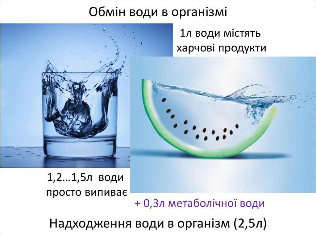 Обмін води в організмі