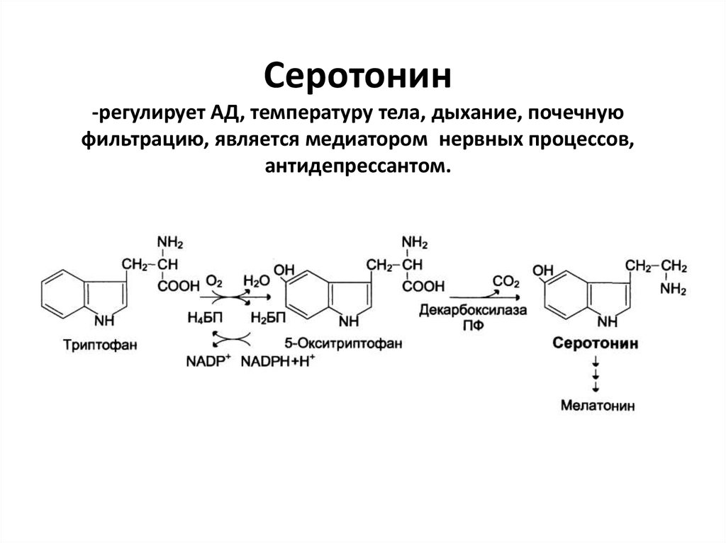 Схема синтеза катехоламинов из аминокислоты тирозина