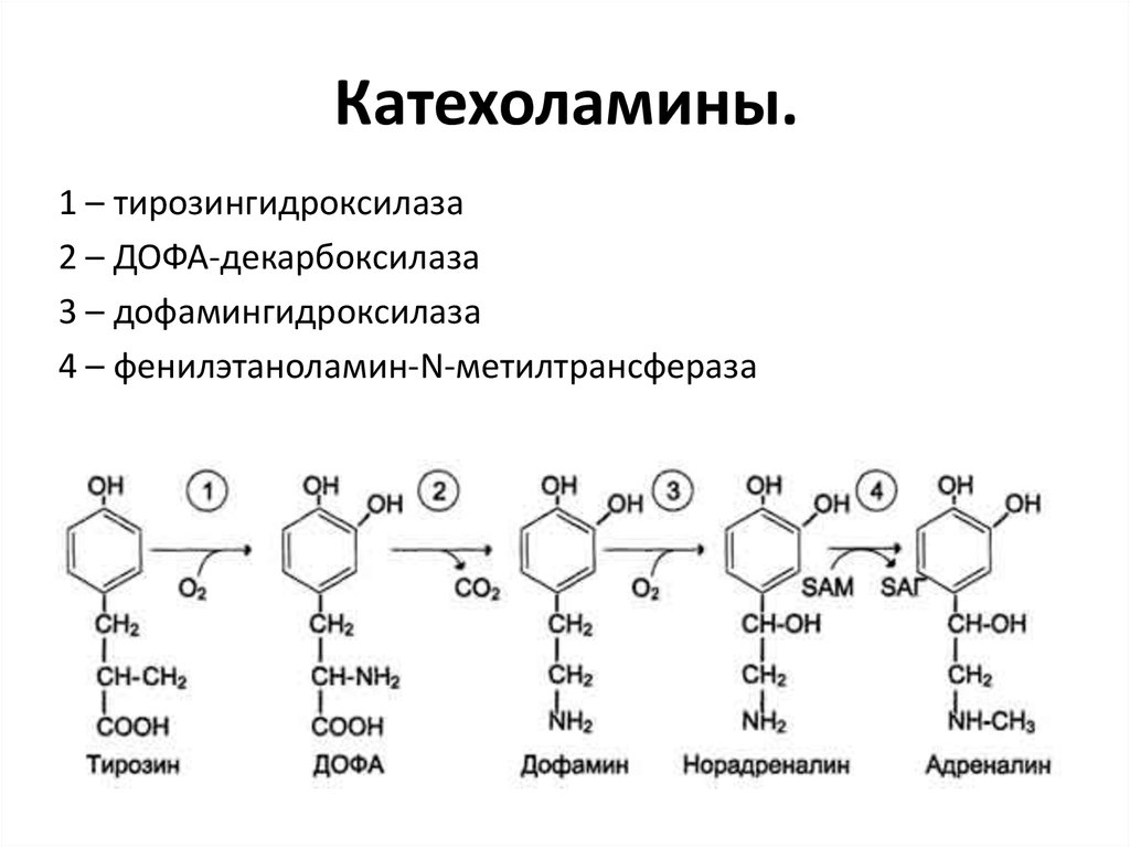 Адреналин фермент. Катехоламины структурная формула. Химическая структура катехоламинов. Катехоламины дофамин норадреналин адреналин строение. Катехоламины гормоны функции.