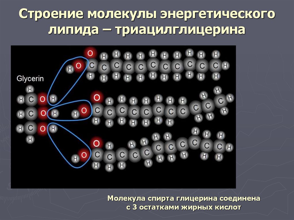 Энергетические молекулы. Строение молекулы липида. Молекула липида. Строение липидов биология. Структура свободных жирных кислот триацилглицеридов.