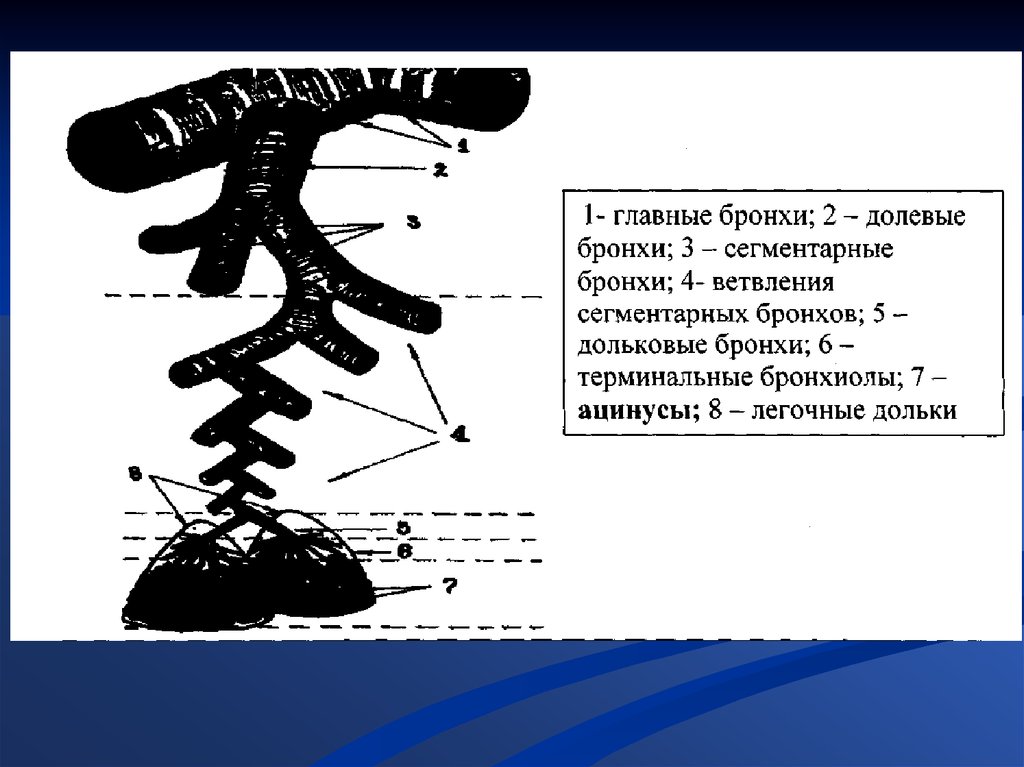 Пятипалая конечность легочного дыхания. Бронхи главные долевые сегментарные. Терминальный бронх. Дольковые бронхиолы, терминальные. Сегментарные бронхи делятся на долевые.