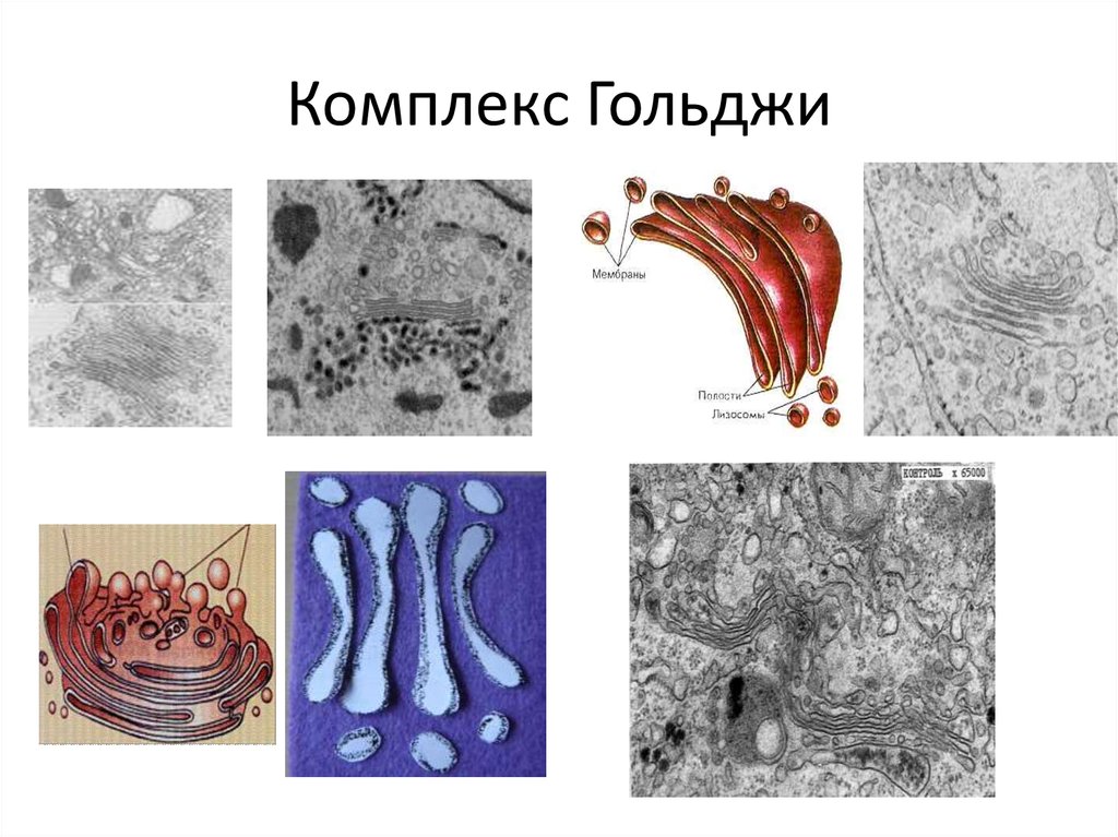 2 комплекс гольджи. Комплекс Гольджи пластинчатый аппарат. Сетчатый аппарат Гольджи. Аппарат Гольджи 1 мембрана. Комплекс Гольджи Тип клетки.