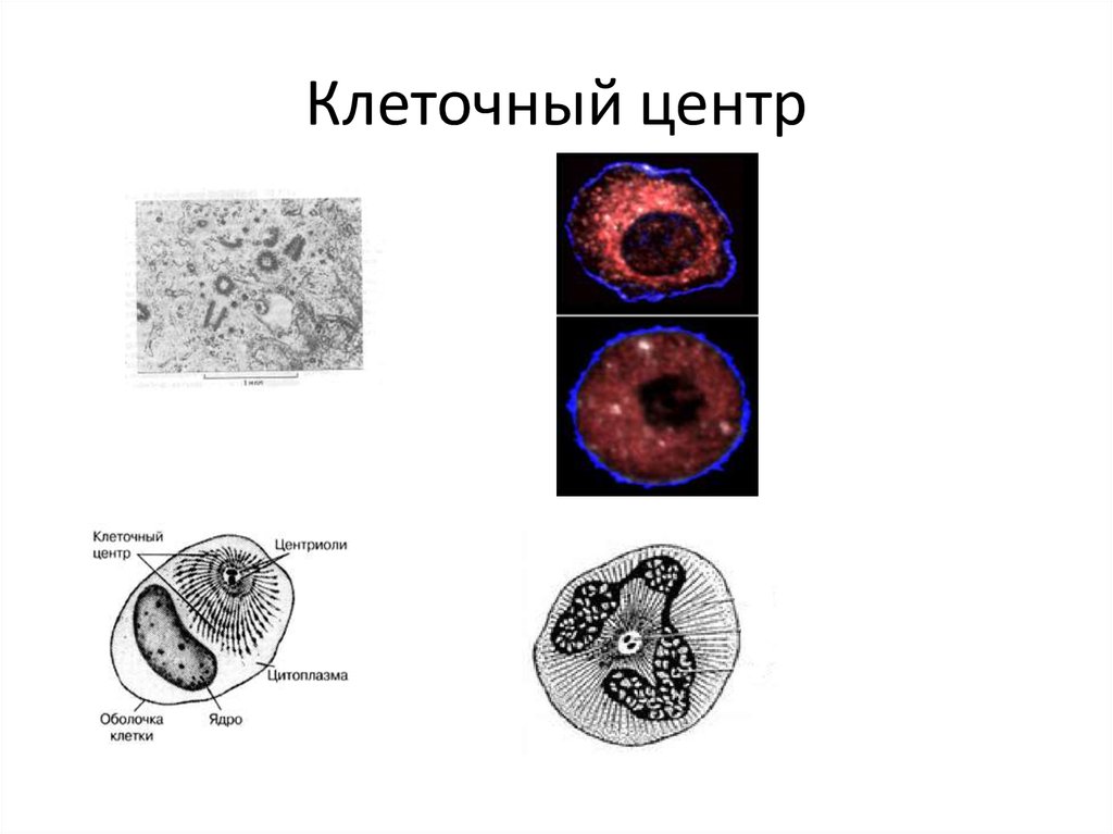 Органоид ядро рисунок