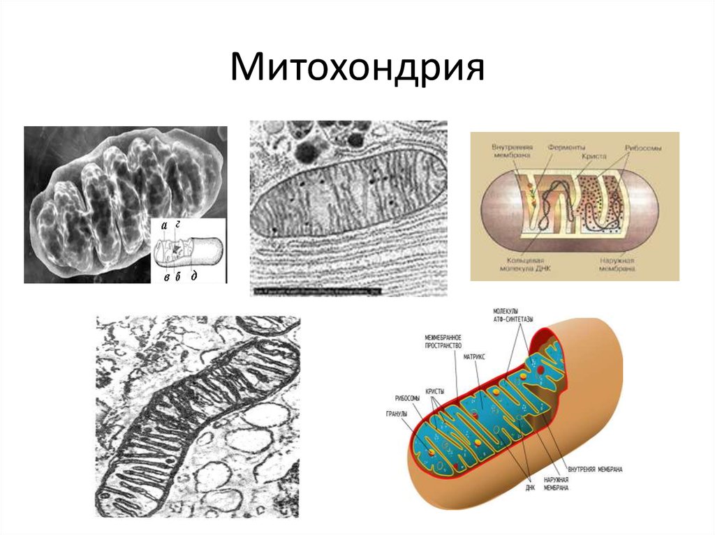 Органоиды митохондрии строение. Строение митохондрий биохимия. Митохондрии рисунок. Митохондрии энергия. Определите рисунок на котором представлена митохондрии.