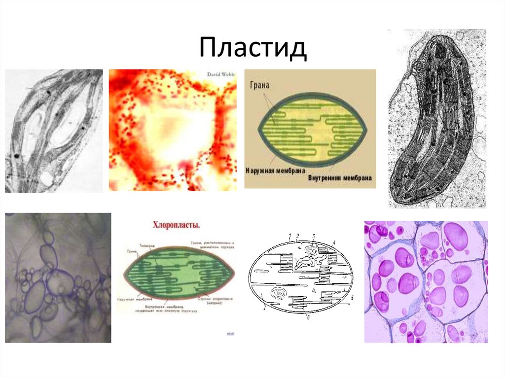 Органоид клетки участвующий. ДНК В пластидах. Органоиды клетки отдельно. Органоиды клетки рисунки. Пластидная ДНК высших растений.