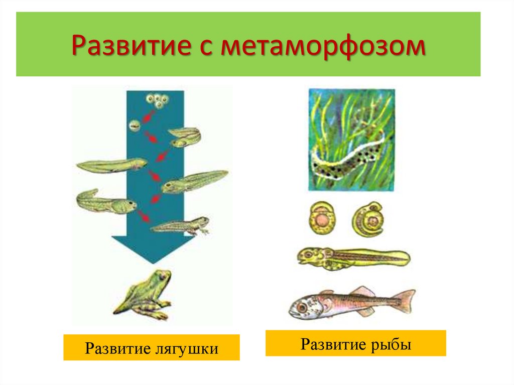 Что такое метаморфоз. Развитие животных с метаморфозом и без метаморфоз. Развитие сметамарфозом. Развитие с метафармозом это. Развитп с метаморфозом.