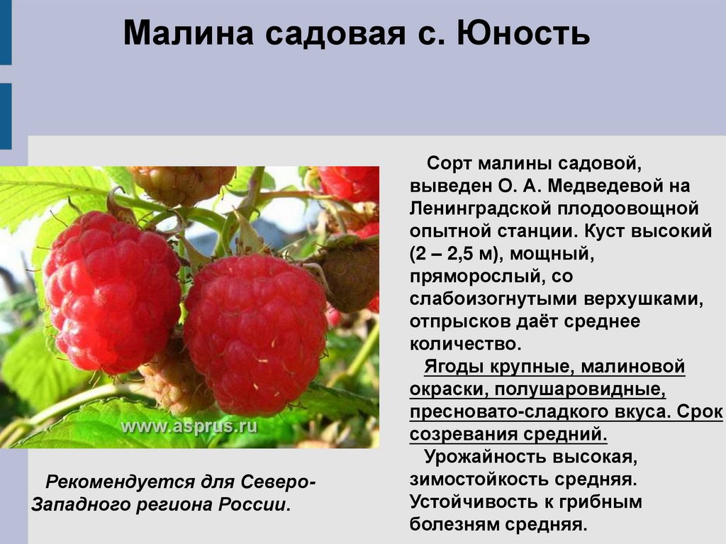 Сорта малины для ленинградской области