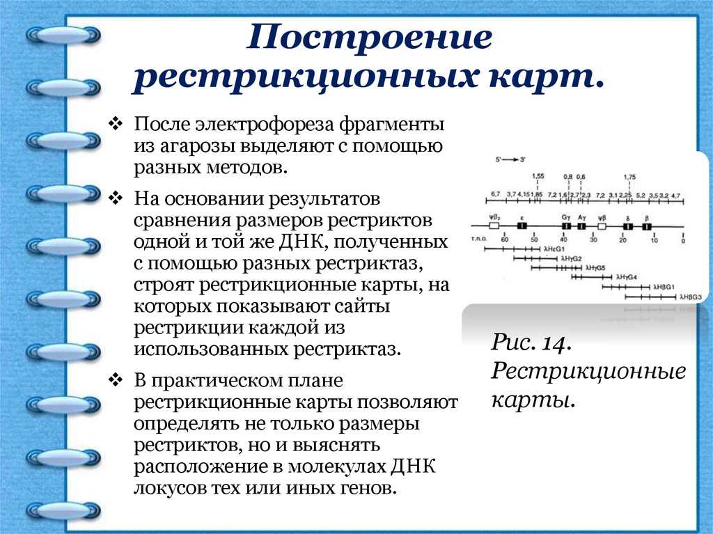 Рестрикционная карта хромосом