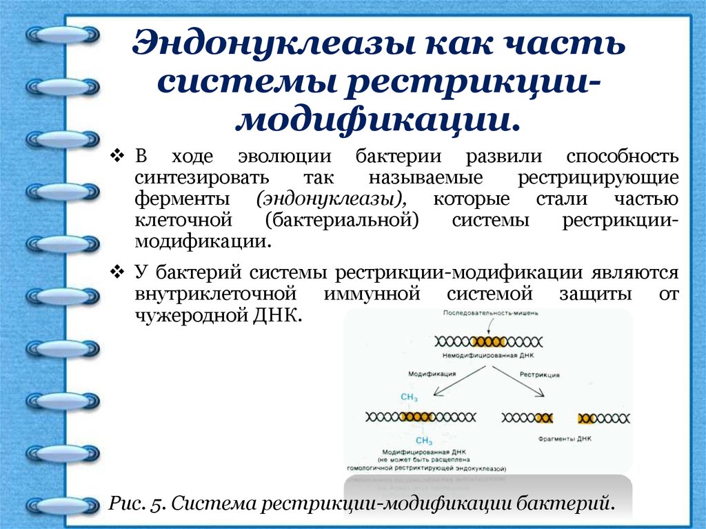 Системы защиты бактерий