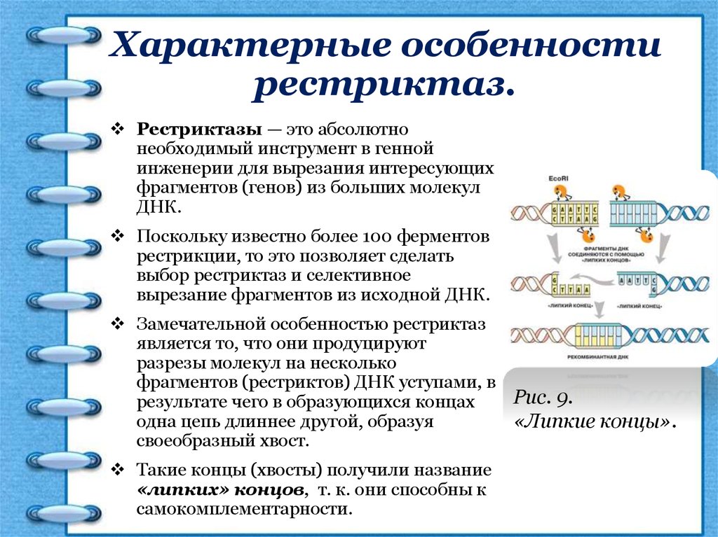 Создание при помощи рестриктазы липких концов