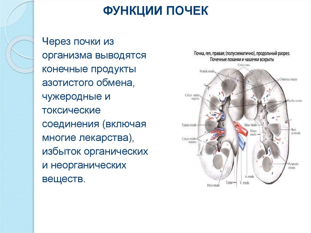 Инкреторная функция почек